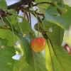 Photo de Cerisier Cerise "blanc-nez".